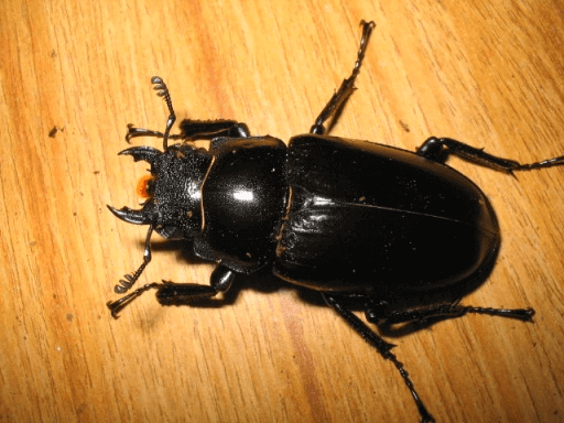 ギラファノコギリクワガタ フローレス