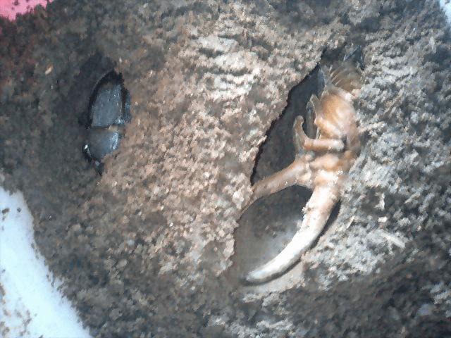 ヘラクレス・オキシデンタリス