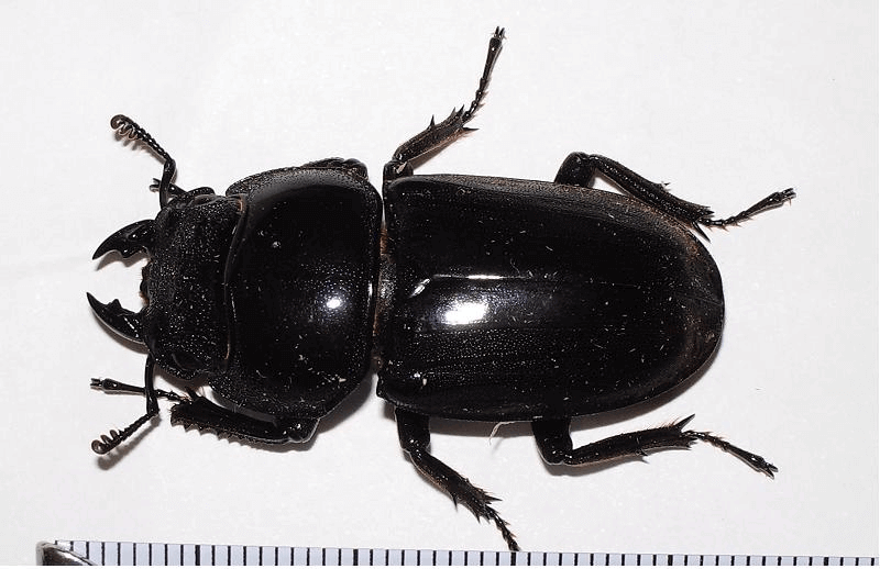 スマトラオオヒラタクワガタ