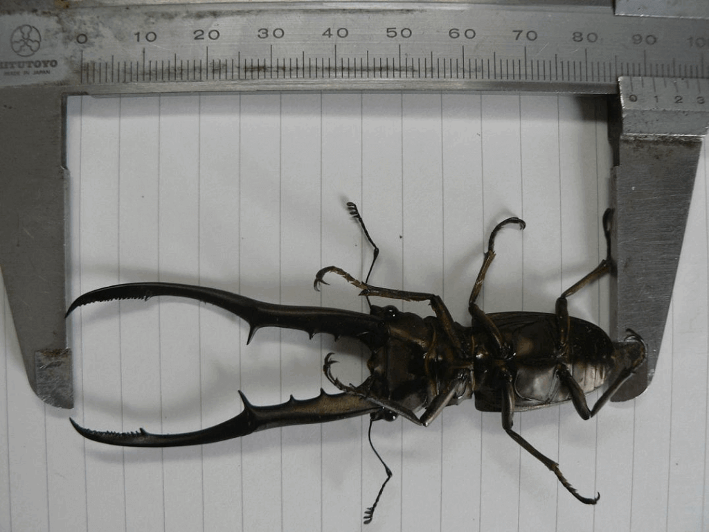 メタリフェルホソアカクワガタ　ペレン