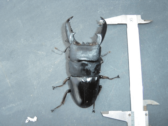 ミンダナオオオヒラタクワガタ