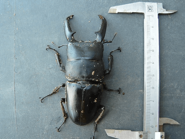 パラワンオオヒラタクワガタ