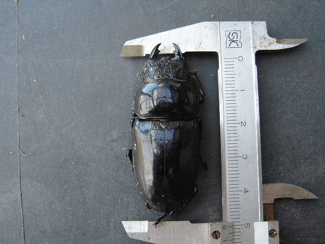 パラワンオオヒラタクワガタ