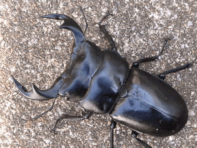 アンタエウスオオクワガタ インドカリンポン