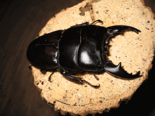 アルキデスオオヒラタクワガタ　スマトラ島アチェ産