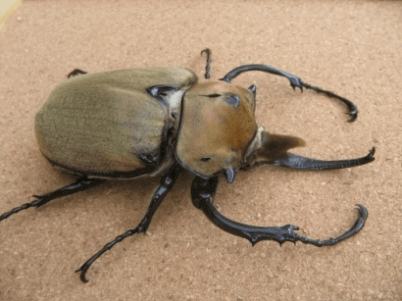 エレファス・オキシデンタリスゾウカブト