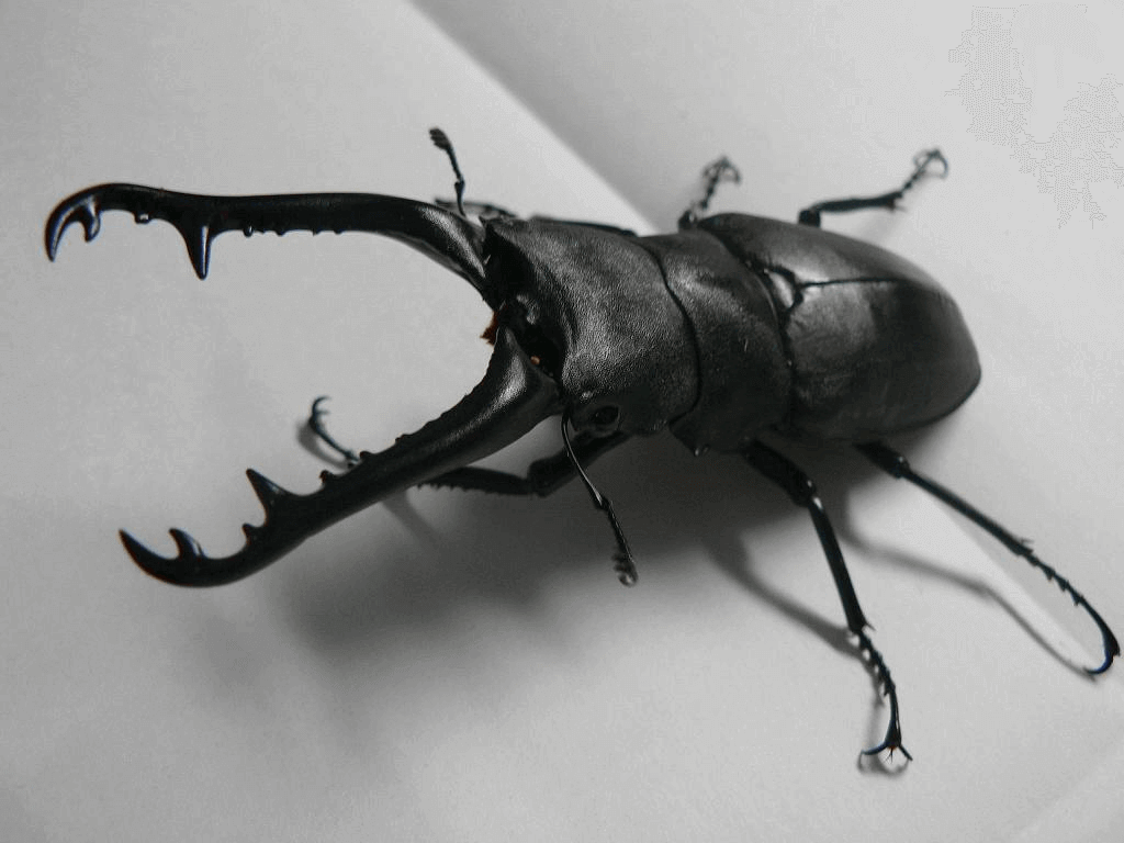 ギラファノコギリクワガタ　フローレス