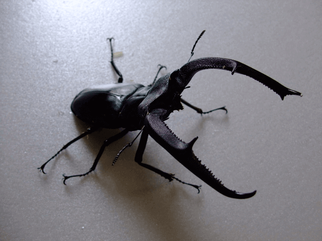 マンディブラリスフタマタクワガタ