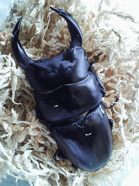 国産オオクワガタ 能勢