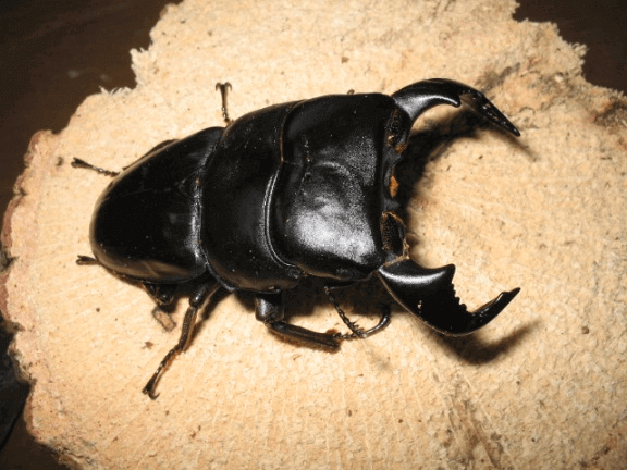 ダイオウヒタラクワガタ