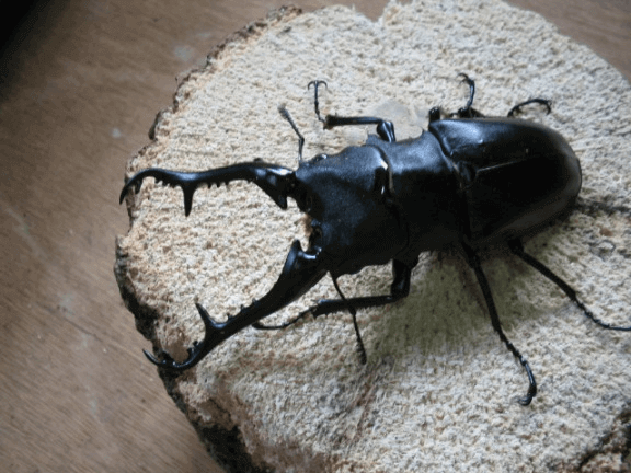 ギラファノコギリクワガタ　ロンボク