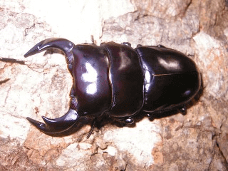 アンタエウスオオクワガタ　ブータン