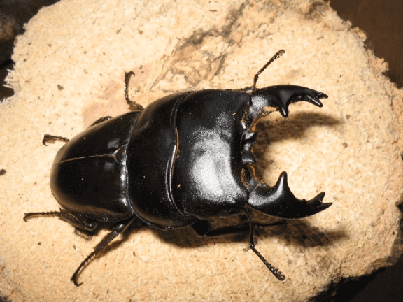 アルキデスオオヒラタクワガタ