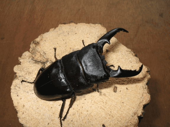 パラワンオオヒラタクワガタ