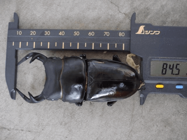 グランディスオオクワガタ　インド