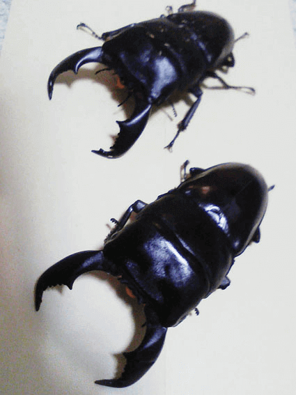 スマトラオオヒラタクワガタ ベンクール