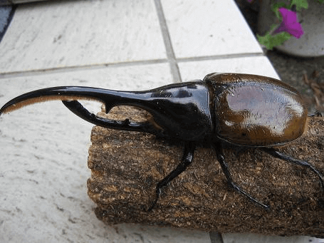 ヘラクレス・リッキー