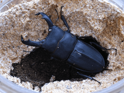 スジブトヒラタクワガタ