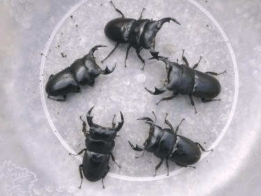 アンタエウスオオクワガタ　インドタイガーヒル