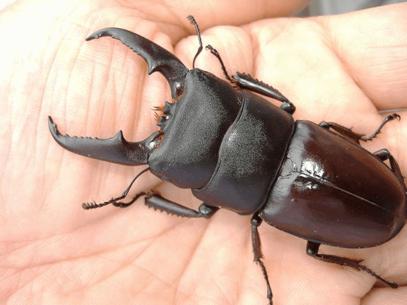 国産ヒラタクワガタ