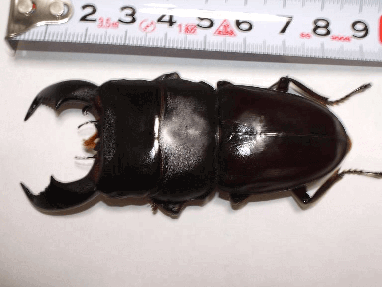 スマトラオオヒラタクワガタ　ベンクール