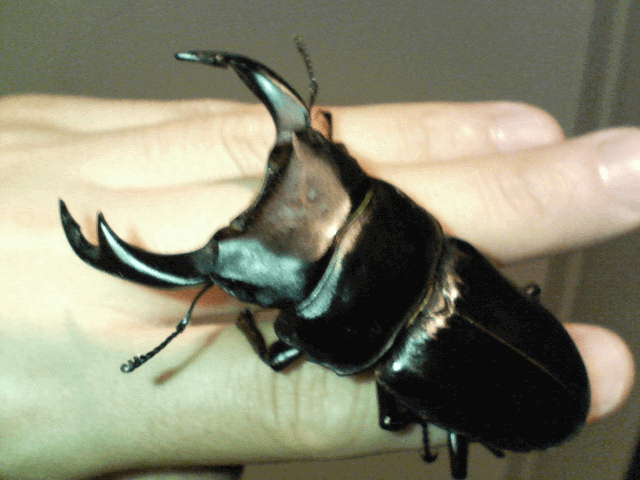 国産オオクワガタ　佐賀