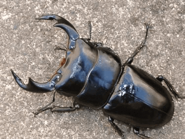 アンタエウスオオクワガタ インド