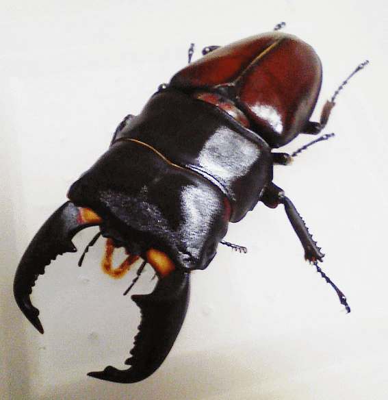 スマトラオオヒラタクワガタ　アチェ