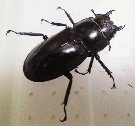 マンディブラリスフタマタクワガタ