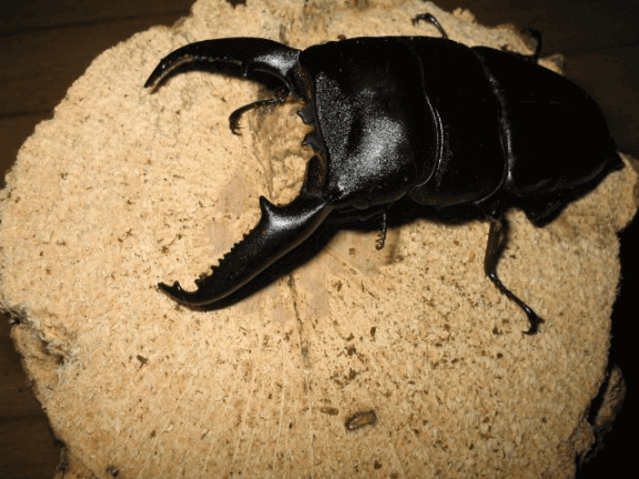 パラワンオオヒラタクワガタ