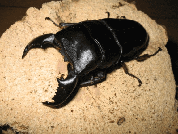 マレーオオヒラタクワガタ　キャメロンハイランド