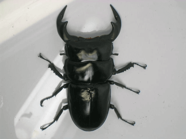 アンタエウスオオクワガタ　インド　