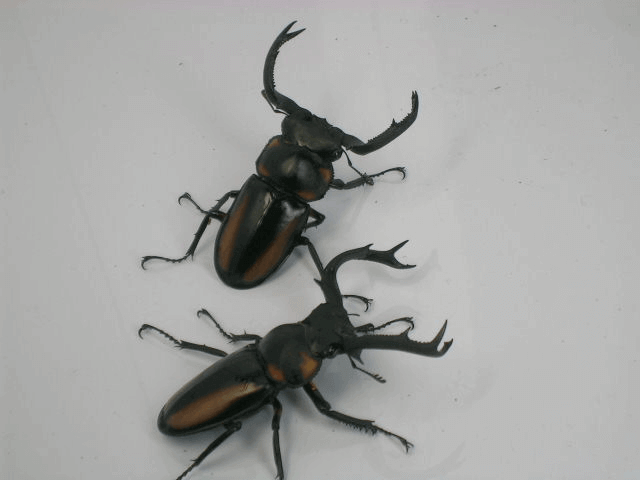 スペキオススシカクワガタ