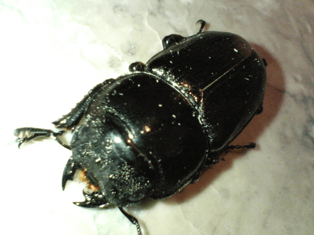 グランディスオオクワガタ インドマニプール州ラムカ