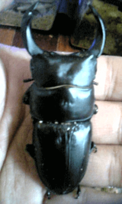 国産オオクワガタ　佐賀