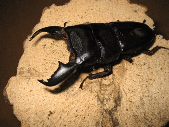 スマトラオオヒラタクワガタ　アチェ