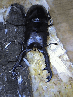 ギラファノコギリクワガタ　ジャワ