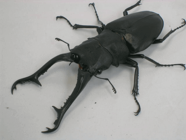 ギラファノコギリクワガタ　フローレス