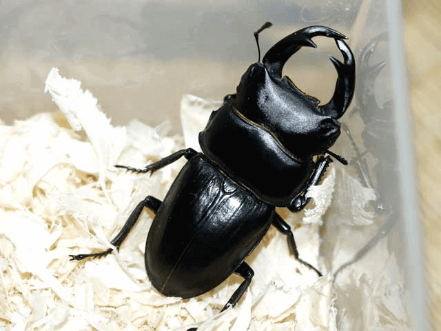 ホペイオオクワガタ　福建省北峰産