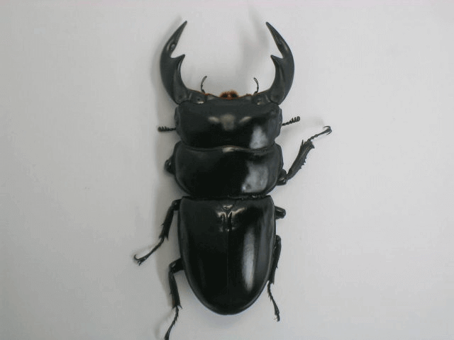 アンタエウスオオクワガタ インド