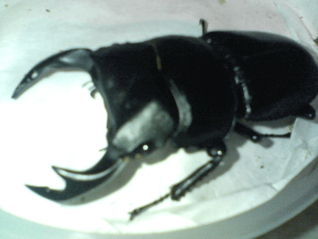 タイワンオオクワガタ　南投懸