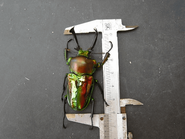 ニジイロクワガタ