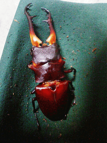 ギラファノコギリクワガタ　フローレス