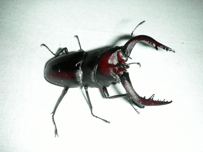 国産ノコギリクワガタ