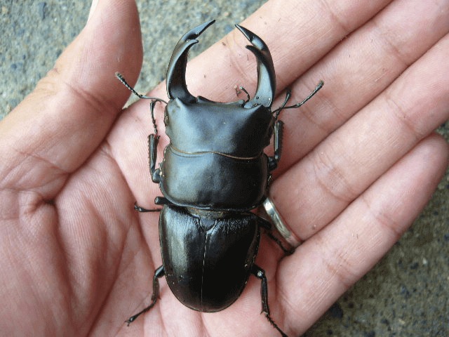 ホペイオオクワガタ　福建省北峰H8