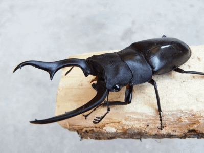 ブッダノコギリクワガタ