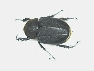 ヘラクレス・リッキー