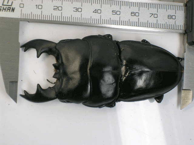 アルキデスオオヒラタクワガタ 短歯