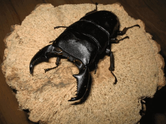 スマトラオオヒラタクワガタ アチェ