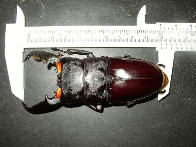 パラワンオオヒラタクワガタ